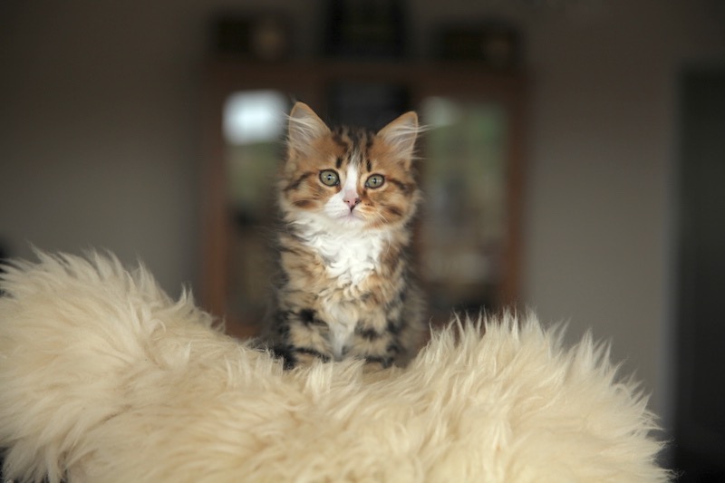 Anushka as a kitten