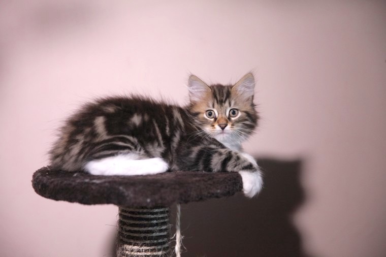 Janek as a kitten