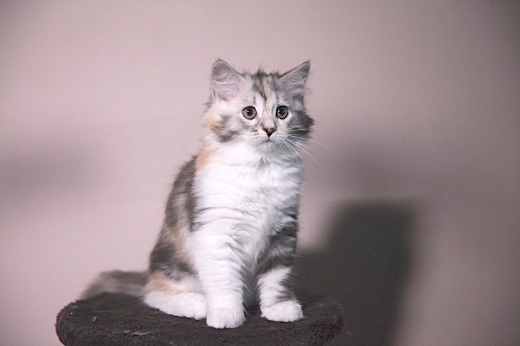 Marusha as a kitten