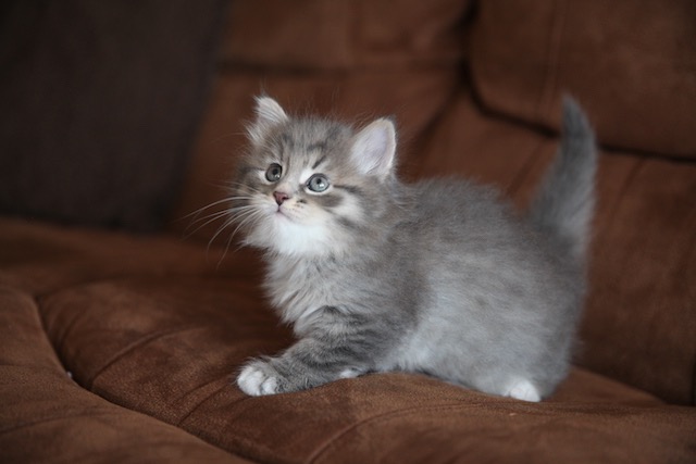 Misty as a kitten