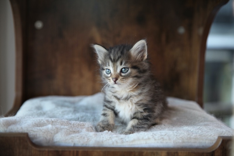 Hariton as a kitten